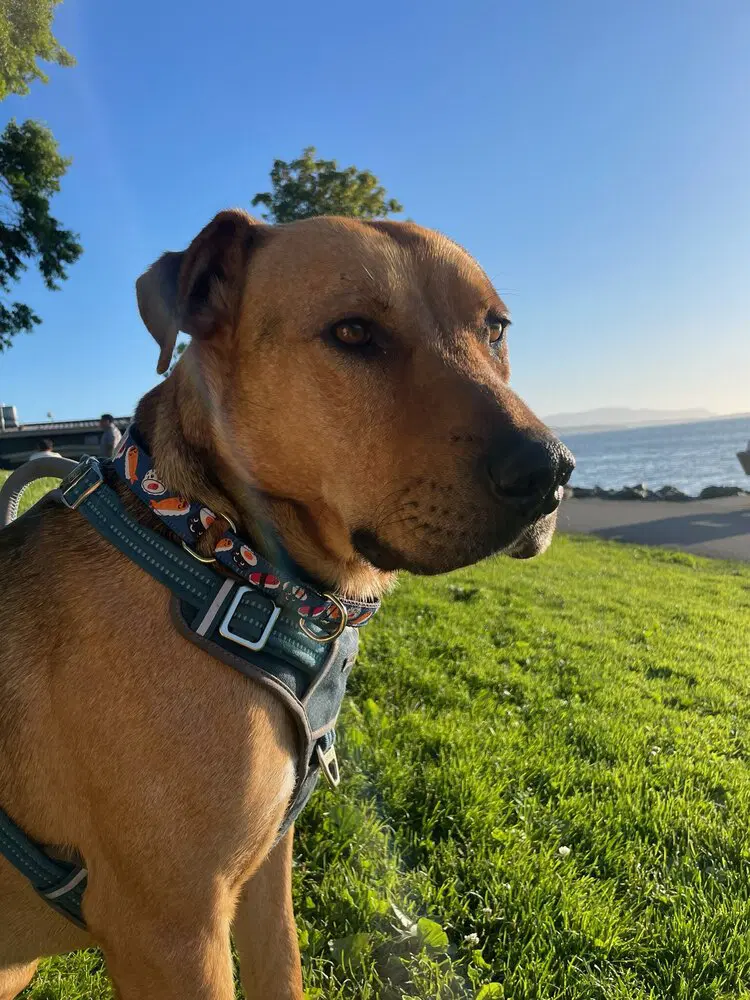 Ciggy - mixed breed