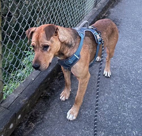 picture of the dog needing adoption