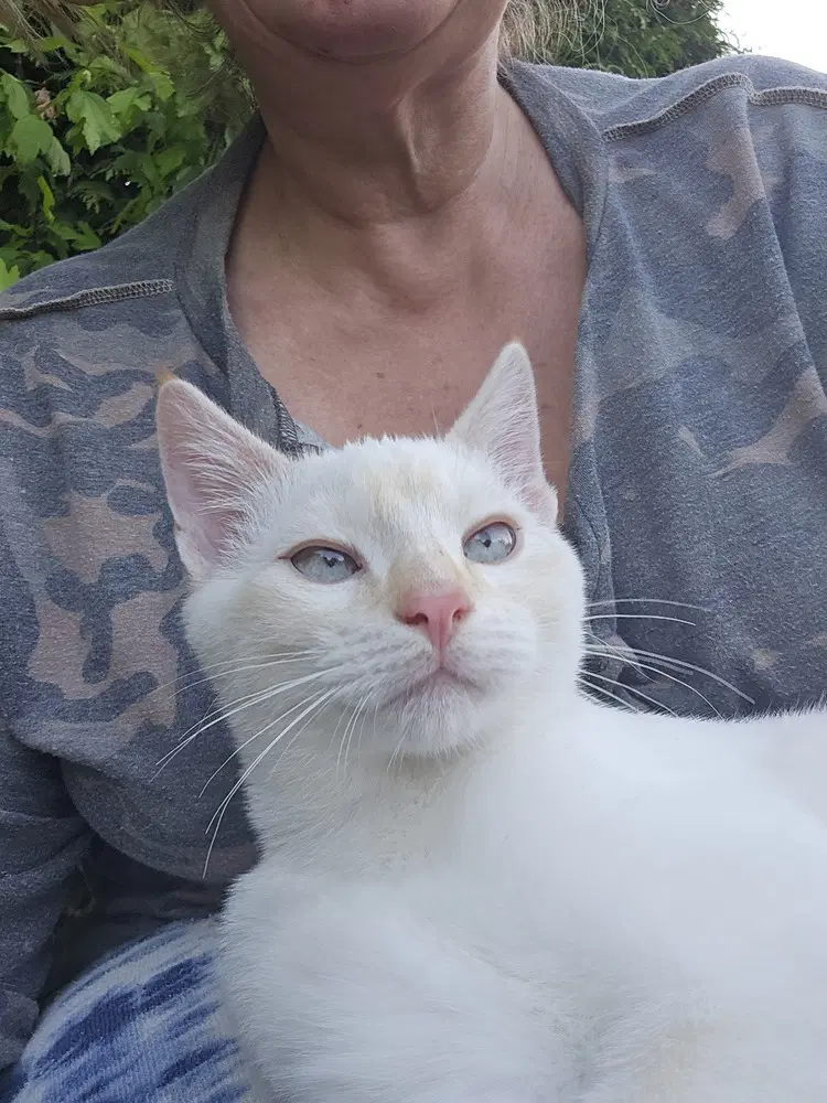 Frosty - Domestic Short Hair
