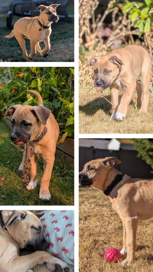 picture of the dog needing adoption