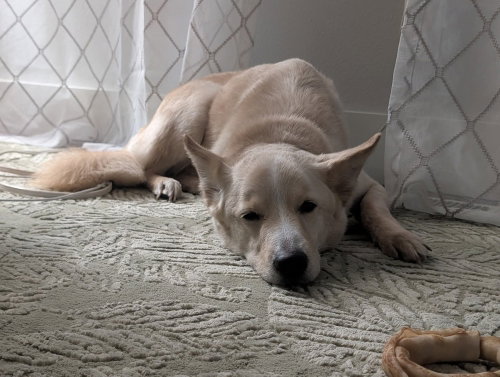 picture of the dog needing adoption