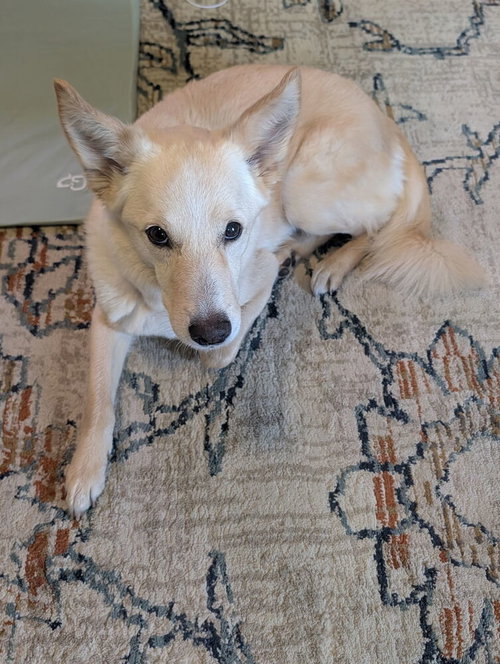 Treble, a dog for adoption from The Alternative Humane Society of Whatcom County