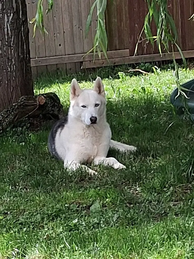 Sai - Siberian Husky