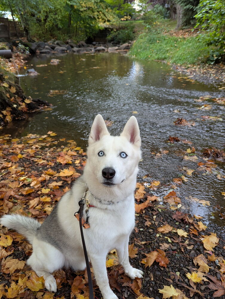 Sai, photo 2
