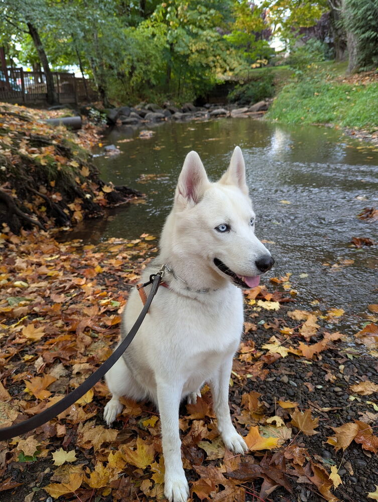 Sai, photo 3