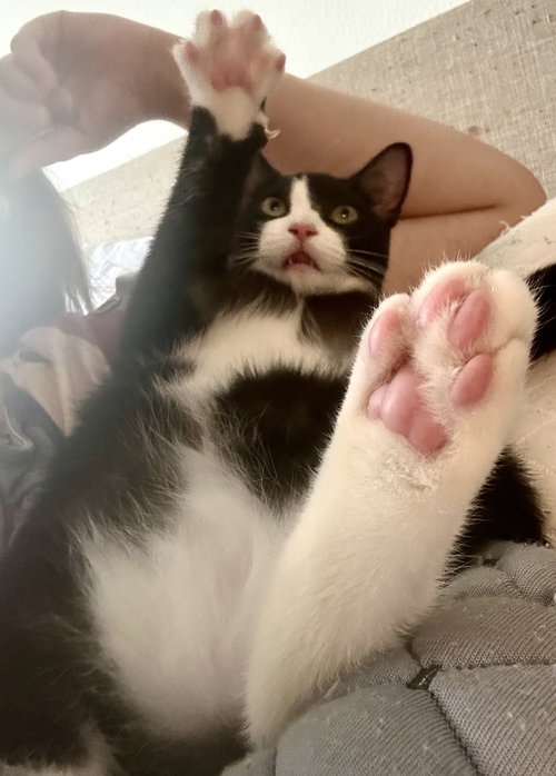 picture of the cat needing adoption