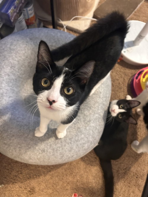 Iris, a cat for adoption from The Alternative Humane Society of Whatcom County