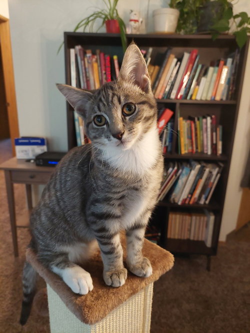 Fletcher, a cat for adoption from The Alternative Humane Society of Whatcom County