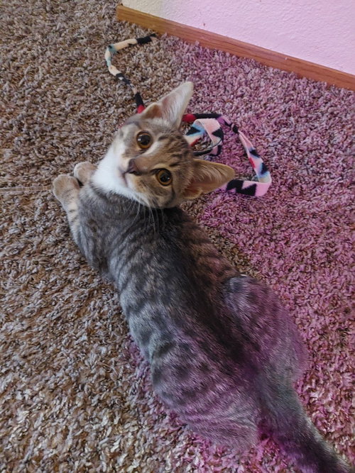 Photo 4 of Fletcher