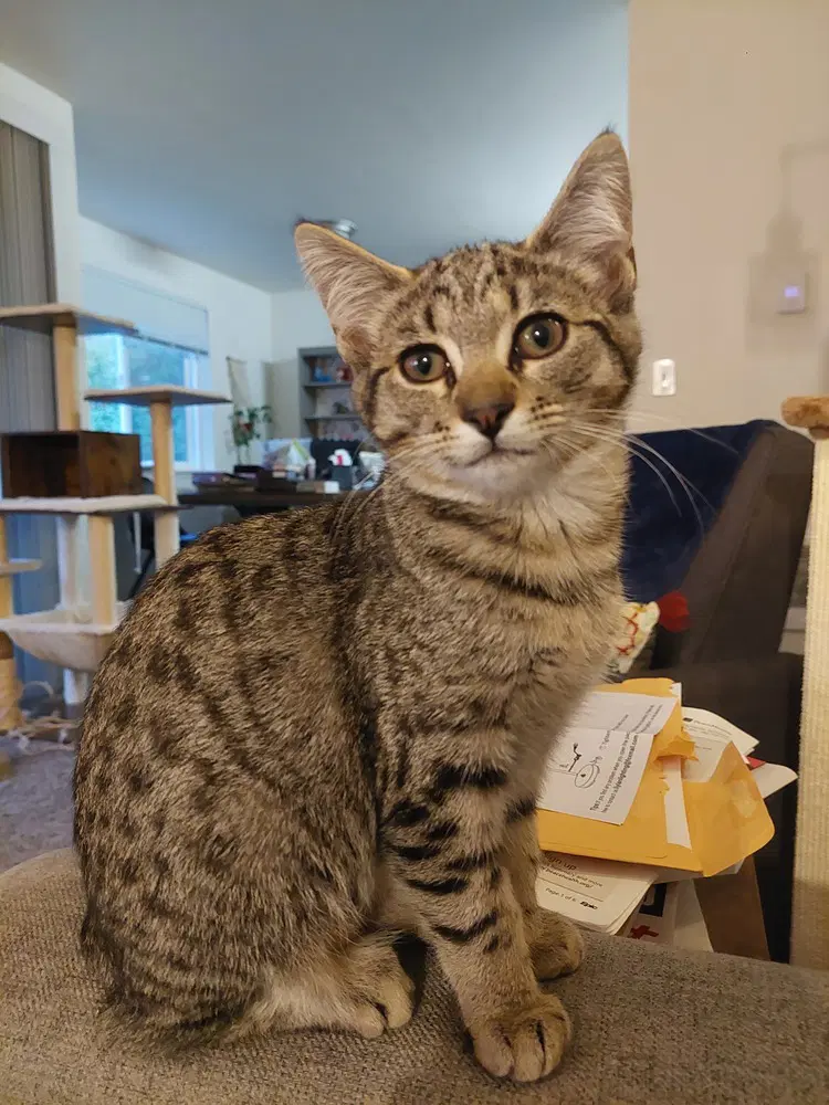 Zena - Domestic Short Hair