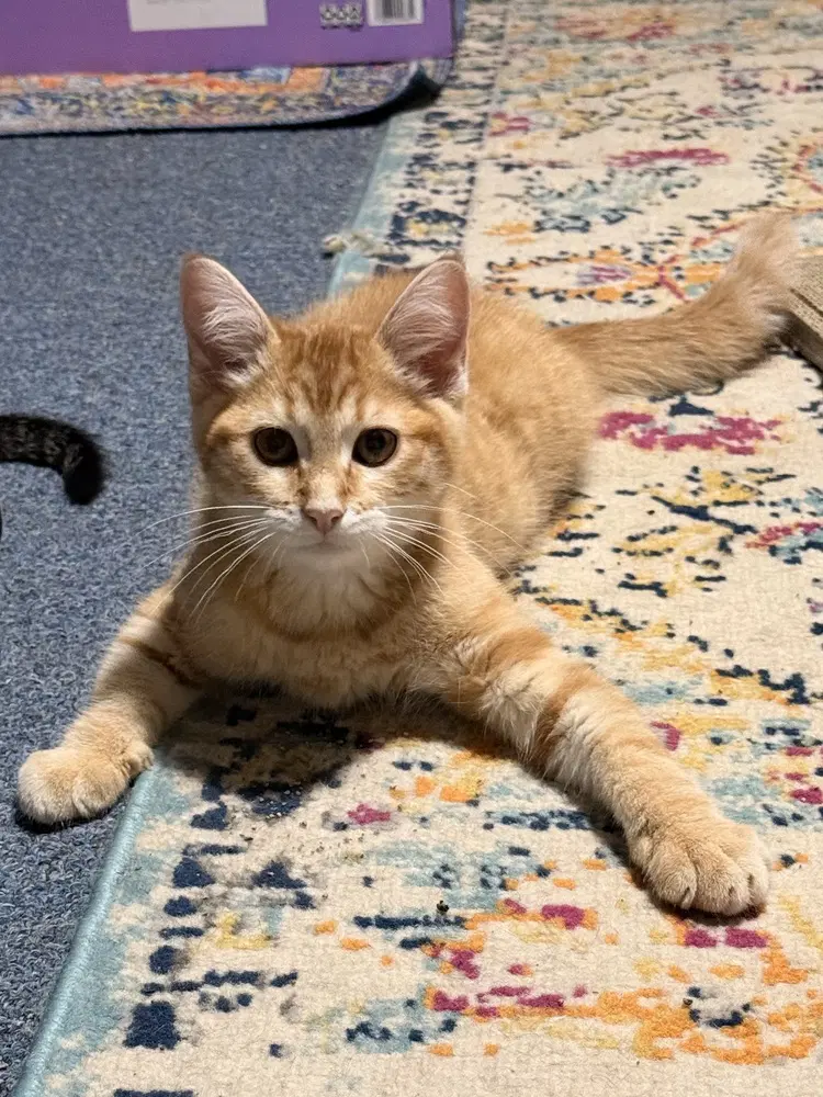 Snapdragon - Domestic Short Hair