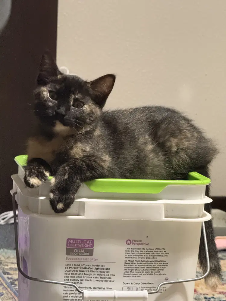 Ambrosia - Domestic Short Hair
