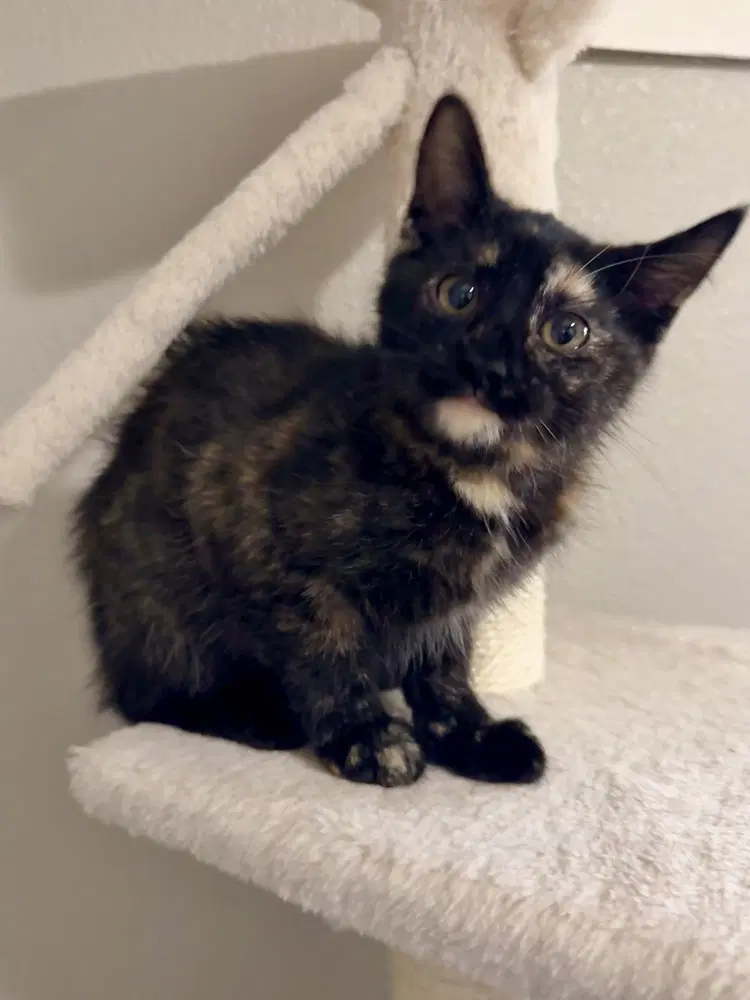 Envy - Domestic Short Hair
