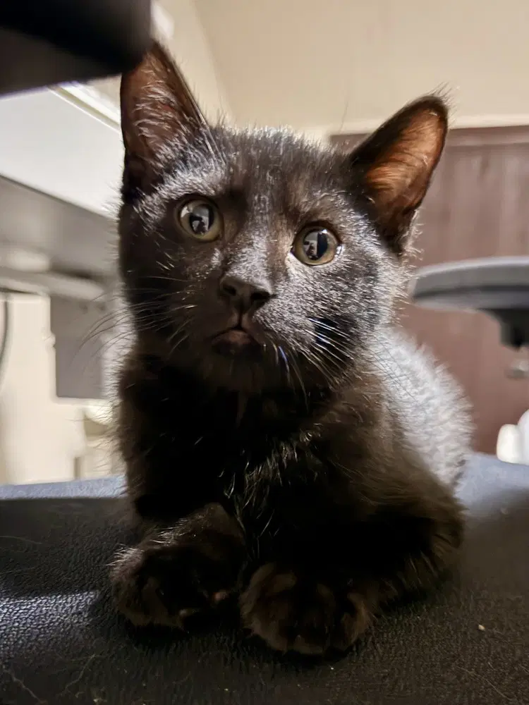Fuji - Domestic Short Hair