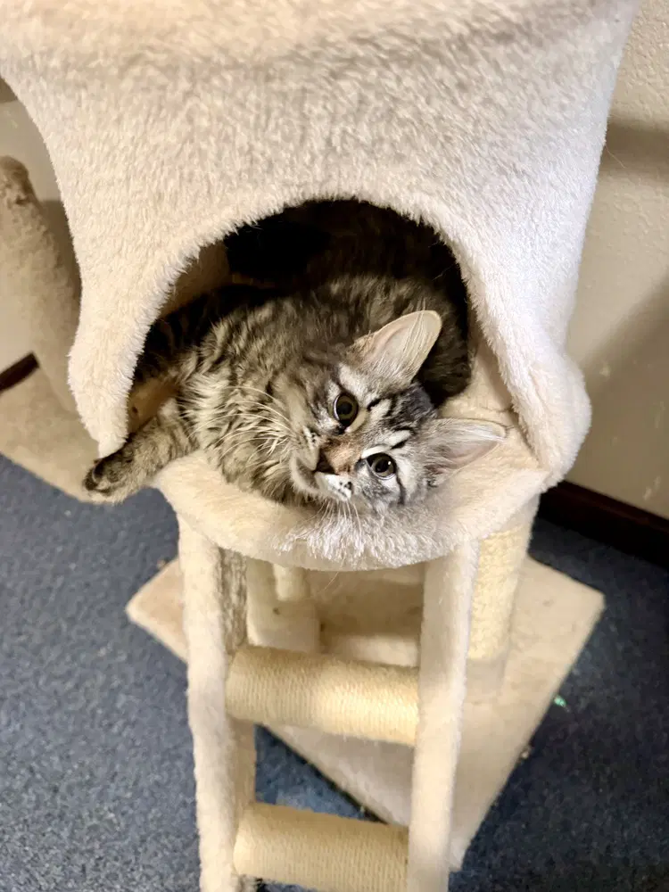 Mcintosh - Domestic Long Hair
