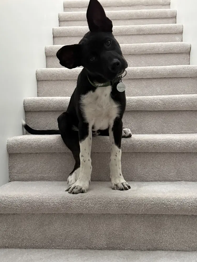 Cassian Aka Onyx - Siberian Husky