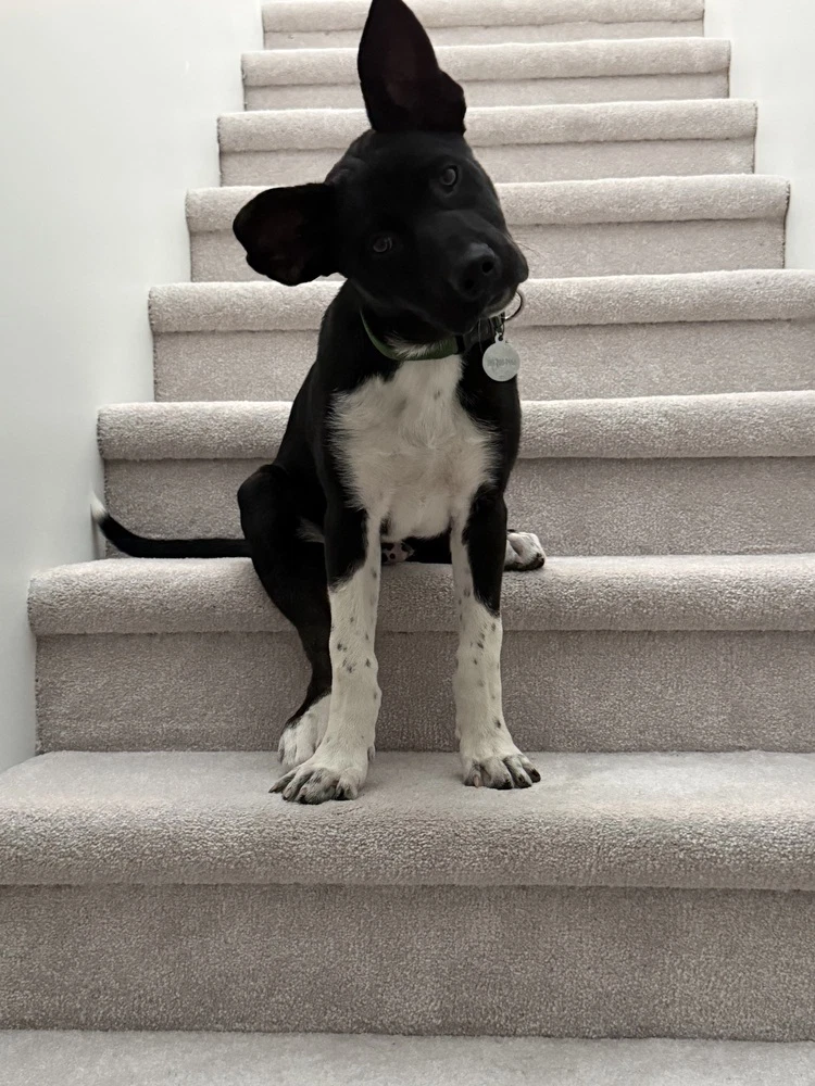 Cassian Aka Onyx