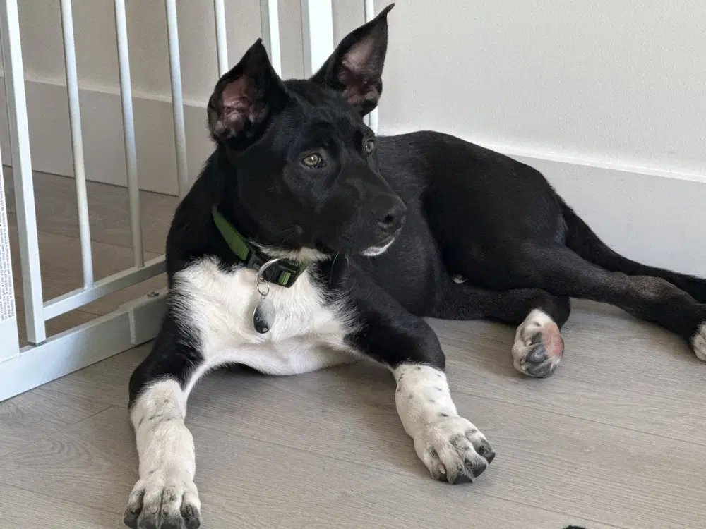 Cassian Aka Onyx image 2