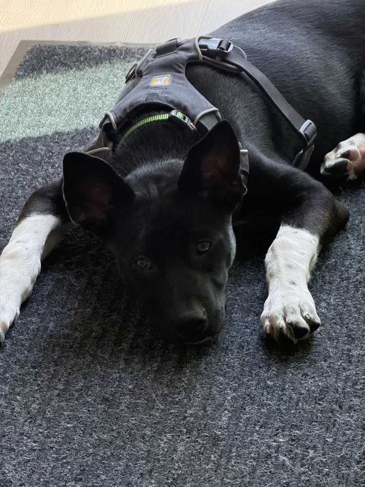 Cassian Aka Onyx image 3