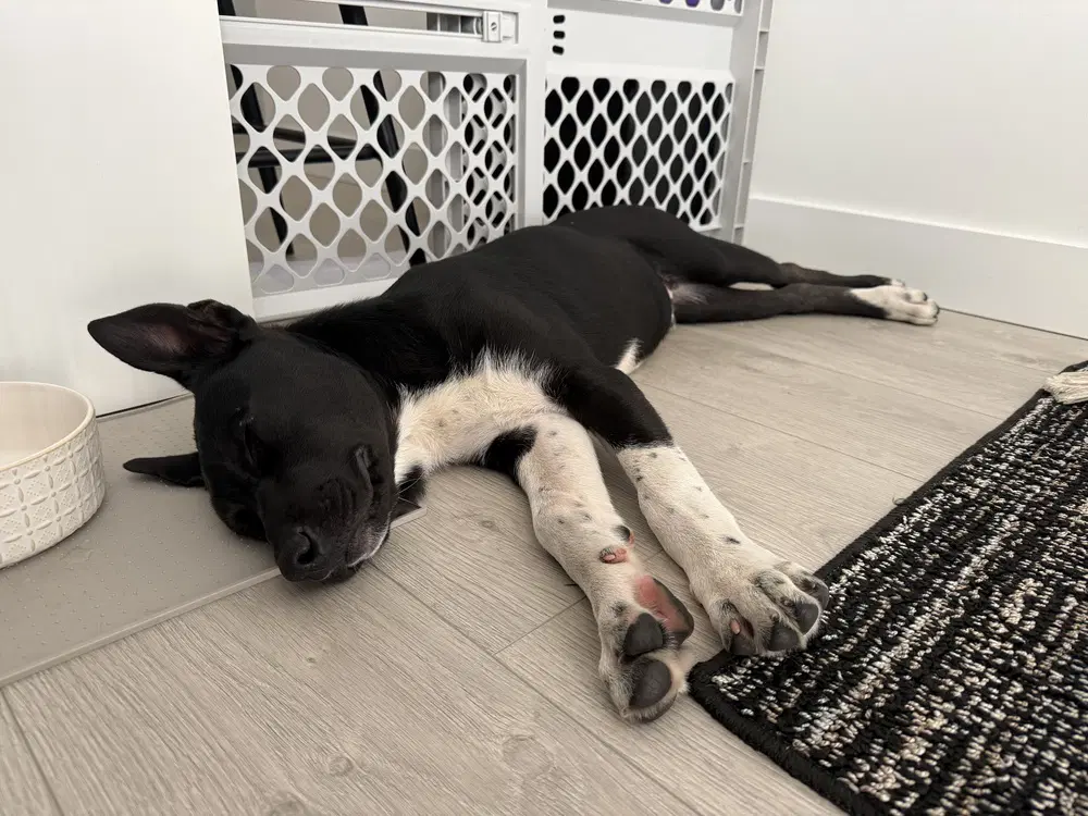 Cassian Aka Onyx image 4