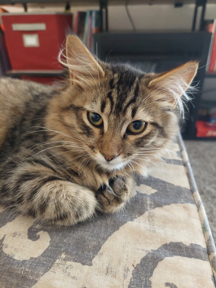 Roscoe