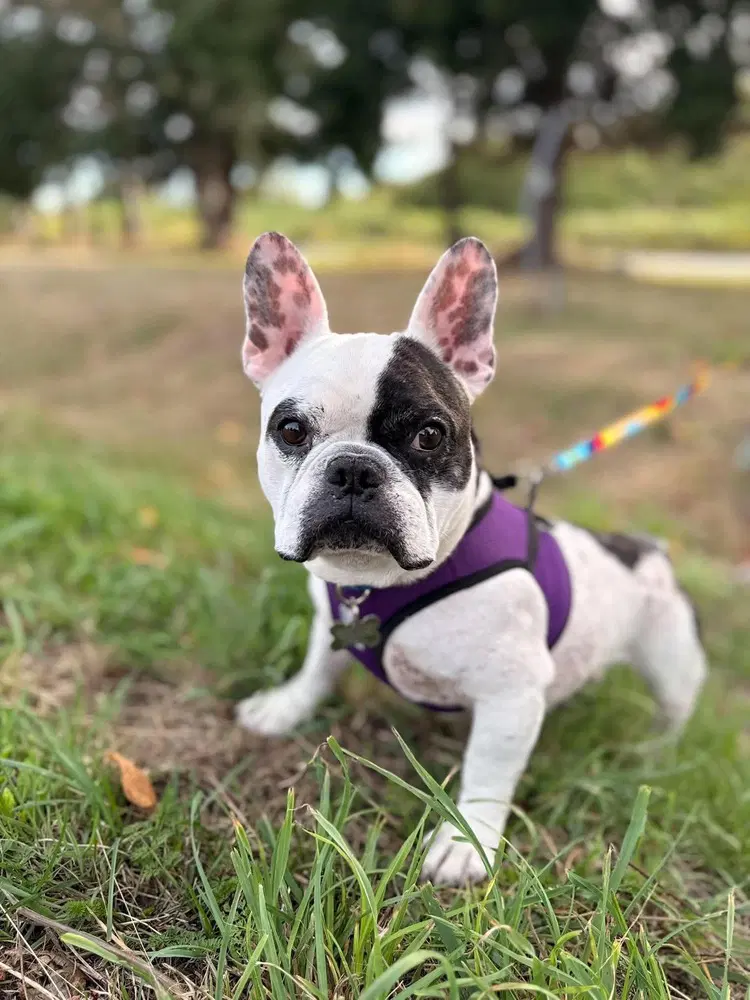 Dwayne - French Bulldog