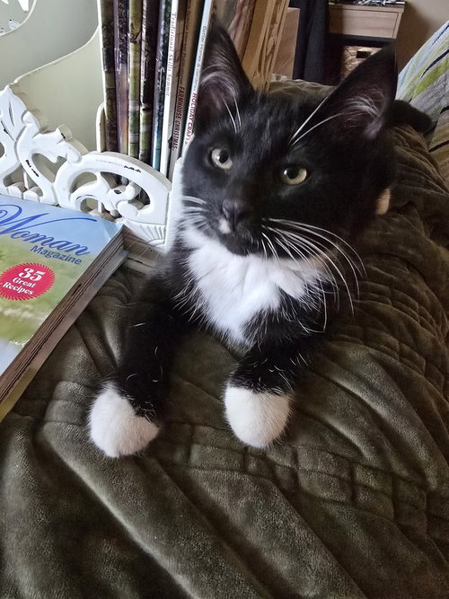 Tide, a cat for adoption from The Alternative Humane Society of Whatcom County