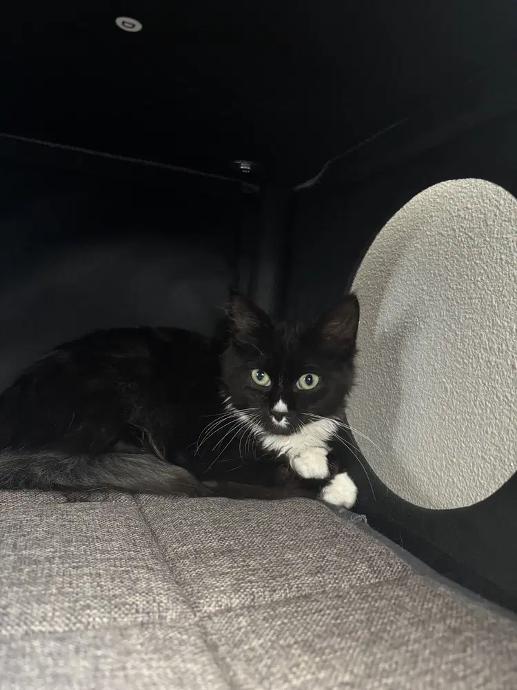 Little Giant - Domestic Medium Hair
