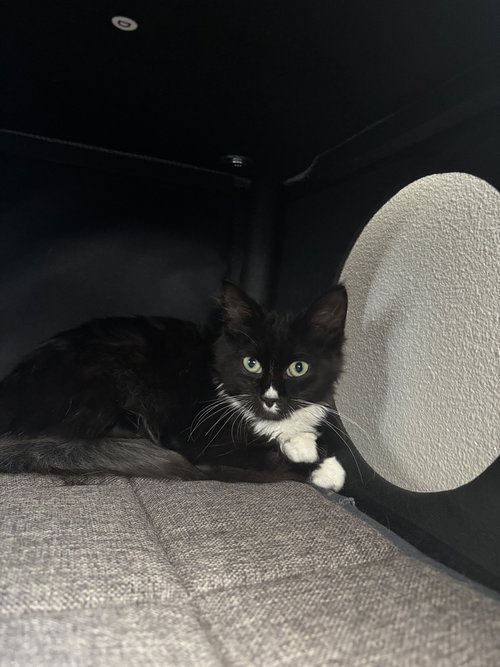 Little Giant, a cat for adoption from The Alternative Humane Society of Whatcom County