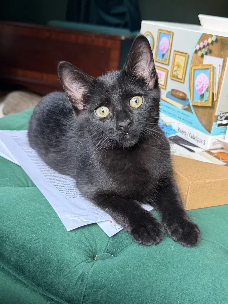 Lucky - Domestic Short Hair