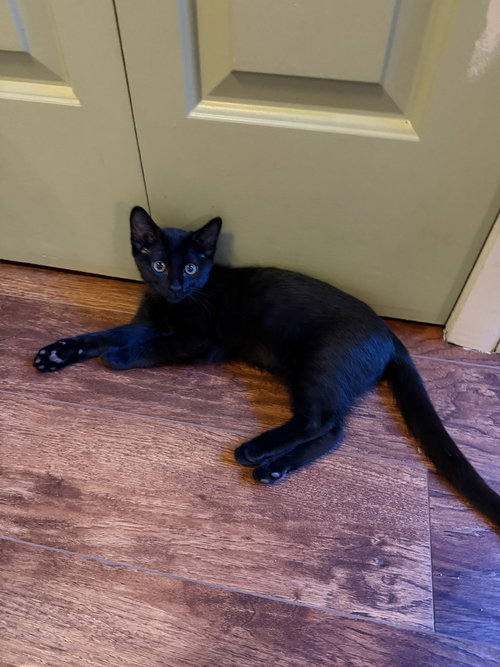 Lucky, photo 2