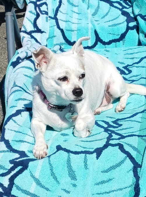 Gidget a/k/a Coconut, a dog for adoption from The Alternative Humane Society of Whatcom County