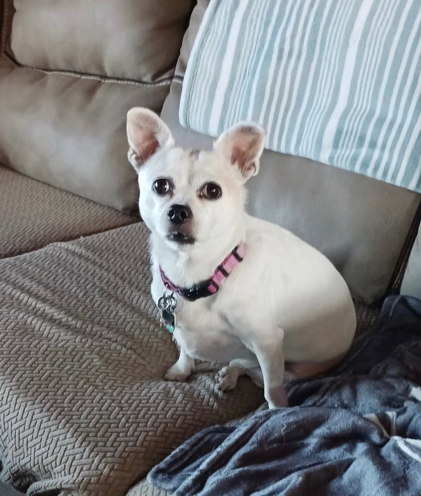 Gidget a/k/a Coconut