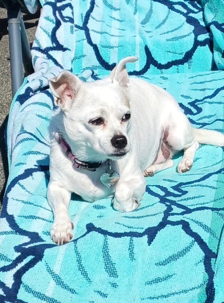 Gidget a/k/a Coconut, photo 2