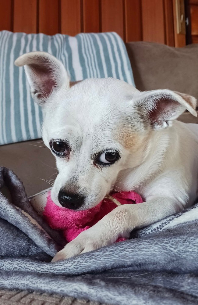 Gidget a/k/a Coconut, photo 3
