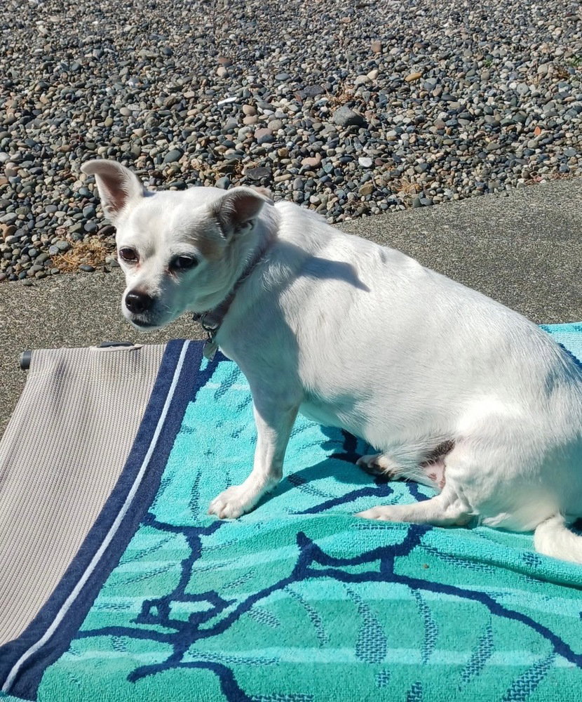 Gidget a/k/a Coconut, photo 4