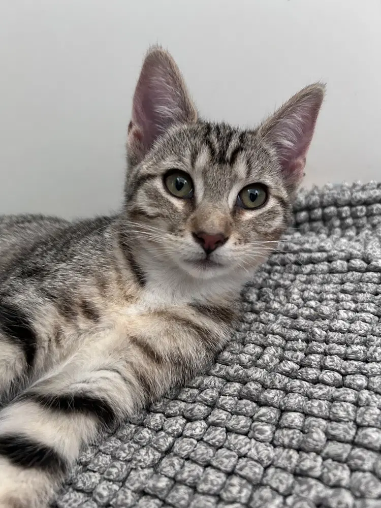 Topanga - Domestic Short Hair
