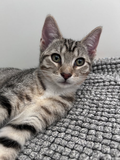 Topanga, a cat for adoption from The Alternative Humane Society of Whatcom County