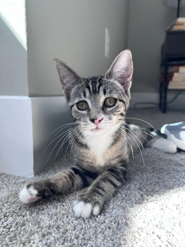 Clarissa - Domestic Short Hair