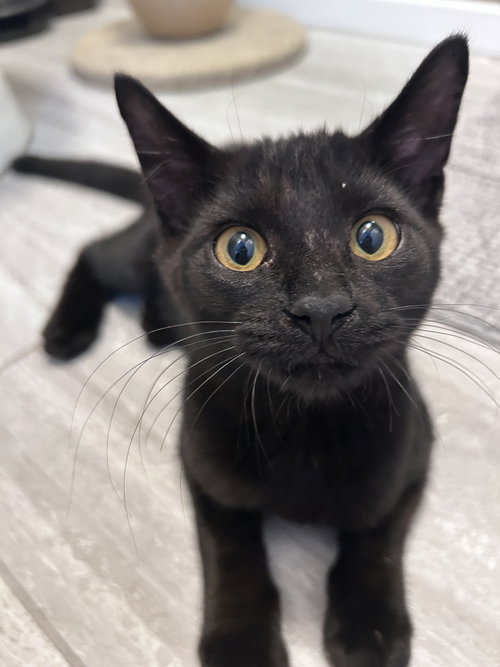 Darius, a cat for adoption from The Alternative Humane Society of Whatcom County