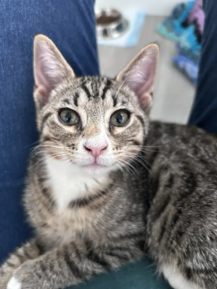 Kel - Domestic Short Hair
