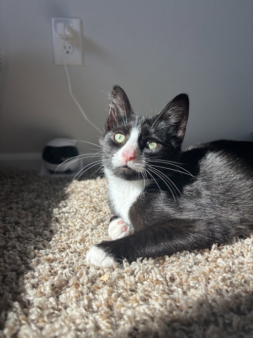 Honda GX390, a cat for adoption from The Alternative Humane Society of Whatcom County