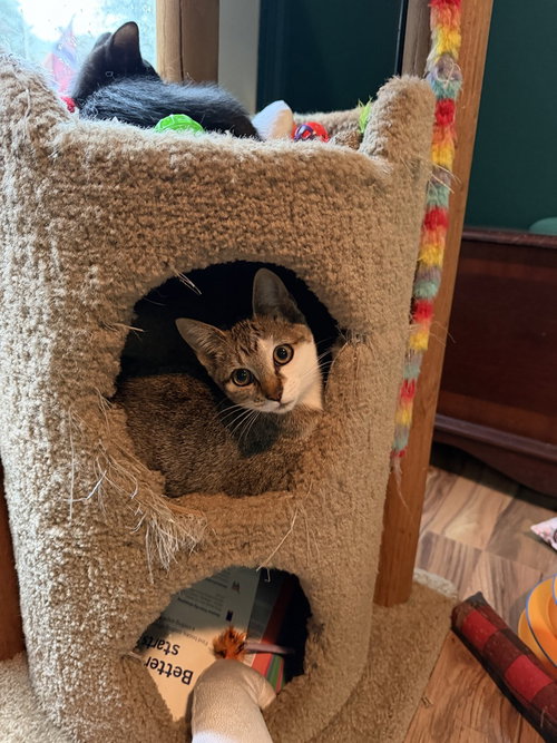 Dolly Purrton, a cat for adoption from The Alternative Humane Society of Whatcom County