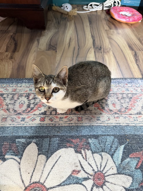 Photo 3 of Dolly Purrton
