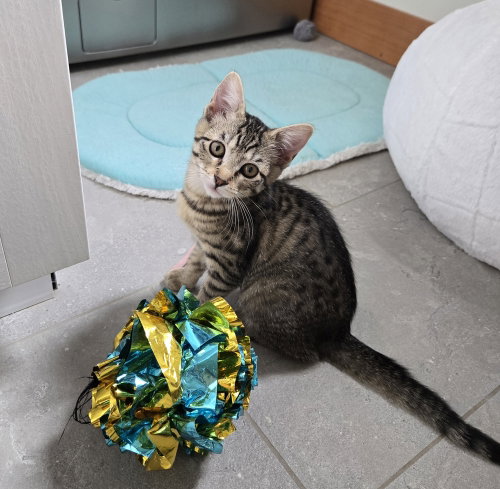 Sahara, a cat for adoption from The Alternative Humane Society of Whatcom County
