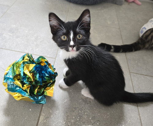 Sassy, a cat for adoption from The Alternative Humane Society of Whatcom County