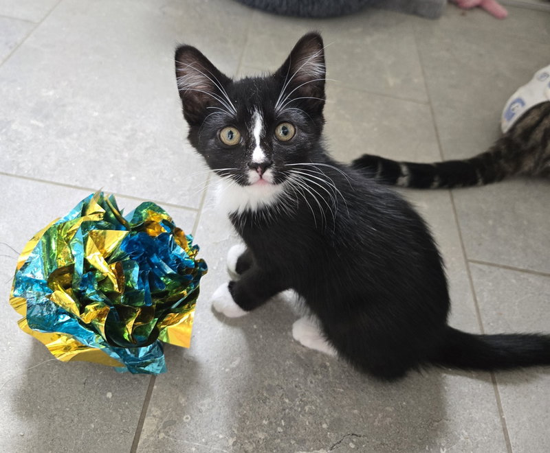 Sassy, a male kitten up for adoption