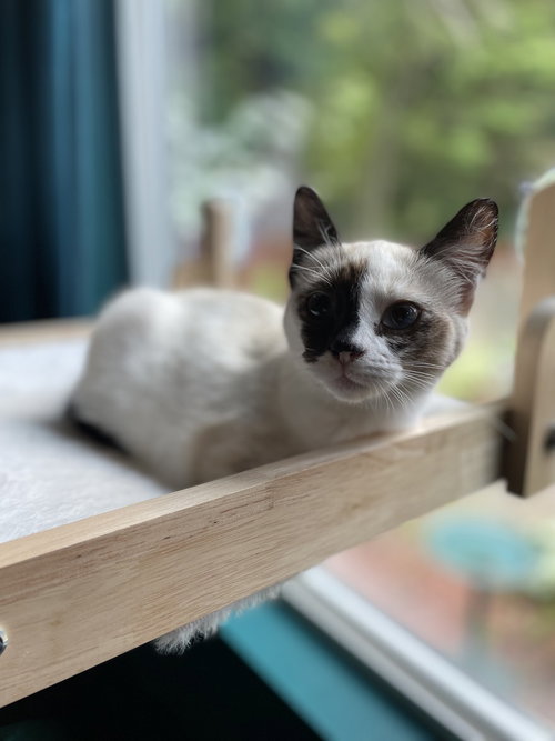 Celine, a cat for adoption from The Alternative Humane Society of Whatcom County