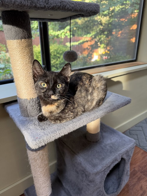 Mariah, a cat for adoption from The Alternative Humane Society of Whatcom County