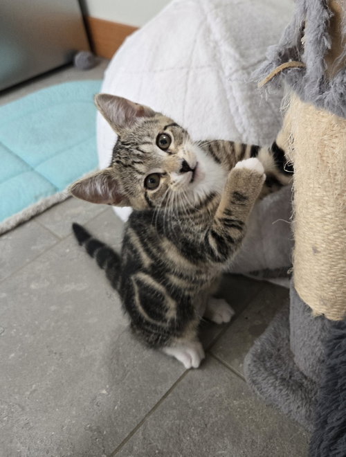 Sinnamon, a cat for adoption from The Alternative Humane Society of Whatcom County